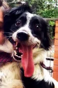 bob