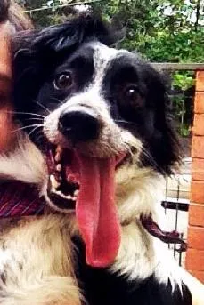 Cachorro raça indefinida idade 3 anos nome bob