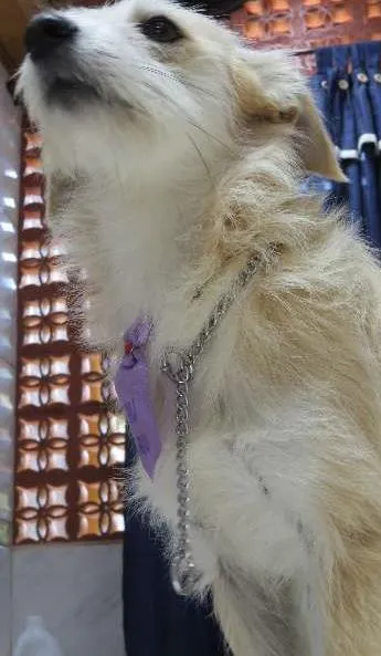 Cachorro ra a Misturado idade 7 a 11 meses nome MILU