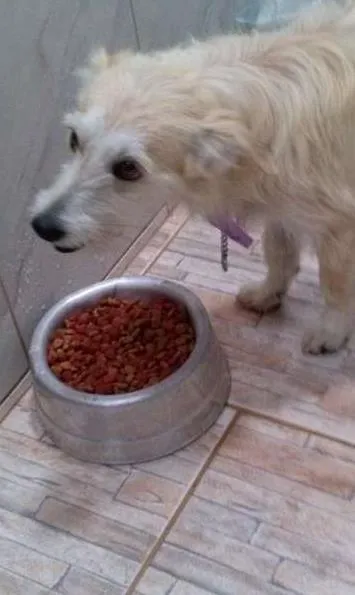 Cachorro ra a Misturado idade 7 a 11 meses nome MILU