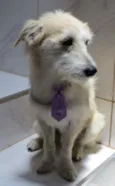 MILU