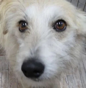 Cachorro raça Misturado idade 7 a 11 meses nome MILU