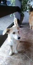 MILU