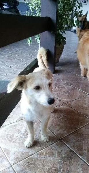 Cachorro ra a Misturado idade 7 a 11 meses nome MILU