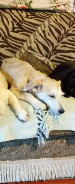 Cachorro ra a Misturado idade 7 a 11 meses nome MILU