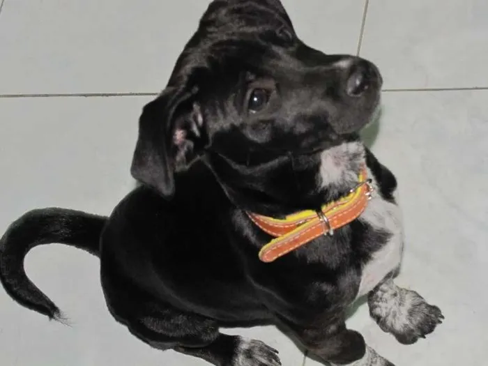 Cachorro ra a SRD idade 2 anos nome Preto