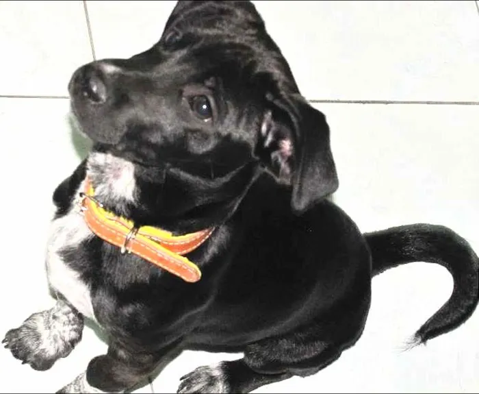 Cachorro ra a SRD idade 2 anos nome Preto