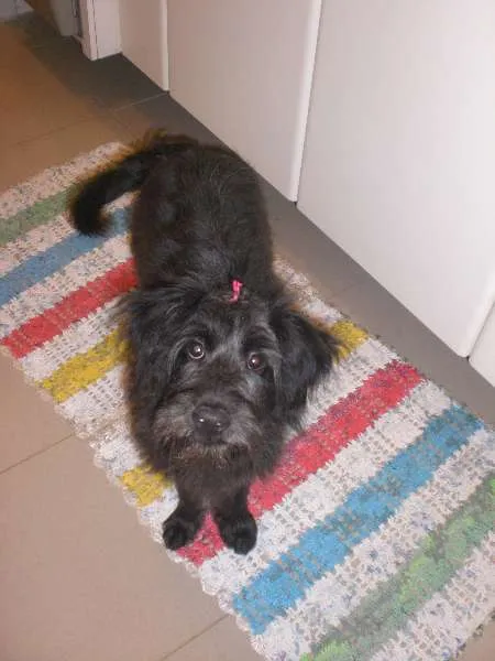 Cachorro ra a srd idade 7 a 11 meses nome Katy Preta