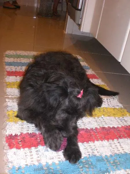 Cachorro ra a srd idade 7 a 11 meses nome Katy Preta