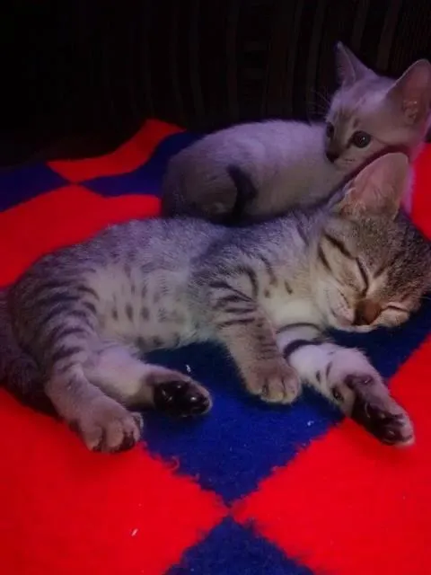 Gato ra a srd idade Abaixo de 2 meses nome Patricia