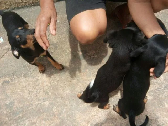 Cachorro ra a  idade 2 a 6 meses nome Ainda nao tem nome