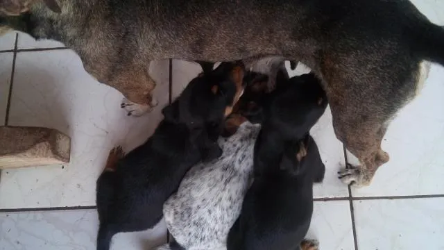 Cachorro ra a  idade 2 a 6 meses nome Ainda nao tem nome