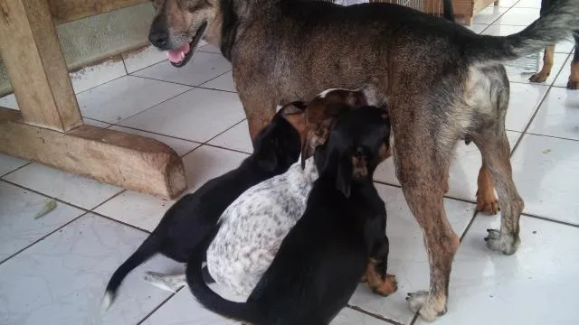 Cachorro ra a  idade 2 a 6 meses nome Ainda nao tem nome