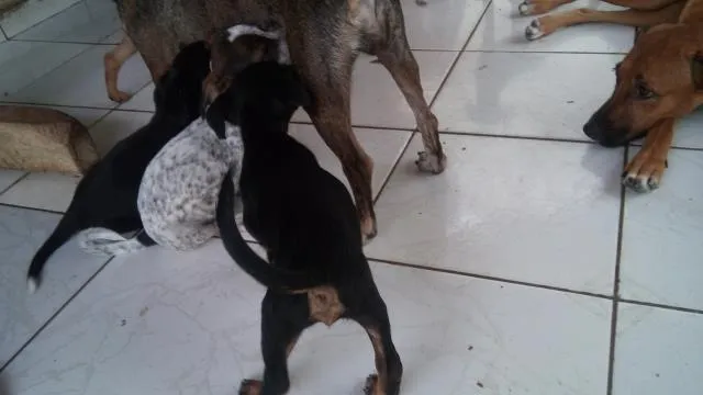 Cachorro ra a  idade 2 a 6 meses nome Ainda nao tem nome