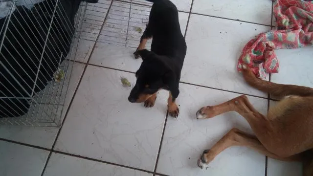 Cachorro ra a  idade 2 a 6 meses nome Ainda nao tem nome