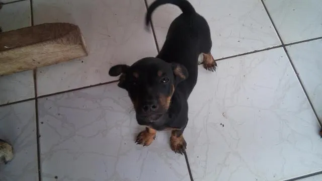Cachorro ra a  idade 2 a 6 meses nome Ainda nao tem nome