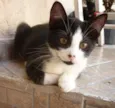 DIMITRI