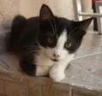 DIMITRI