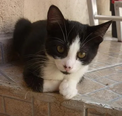 Gato ra a SRD idade 2 a 6 meses nome DIMITRI