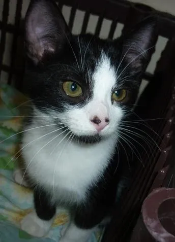 Gato ra a SRD idade 2 a 6 meses nome DIMITRI