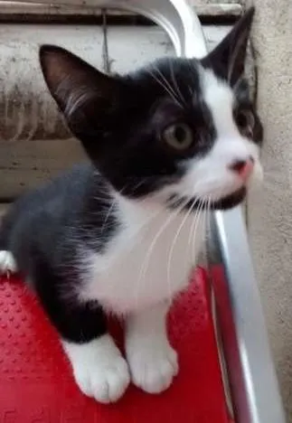 Gato ra a SRD idade 2 a 6 meses nome DIMITRI
