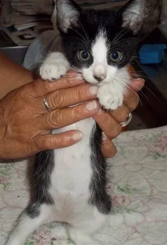 Gato ra a SRD idade 2 a 6 meses nome DIMITRI
