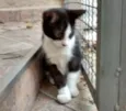 DIMITRI