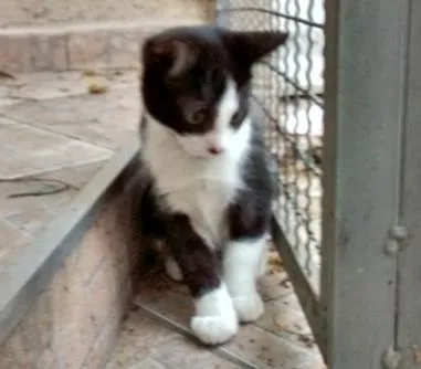Gato ra a SRD idade 2 a 6 meses nome DIMITRI