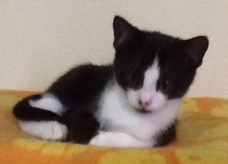 Gato ra a SRD idade 2 a 6 meses nome DIMITRI