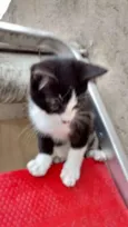 DIMITRI
