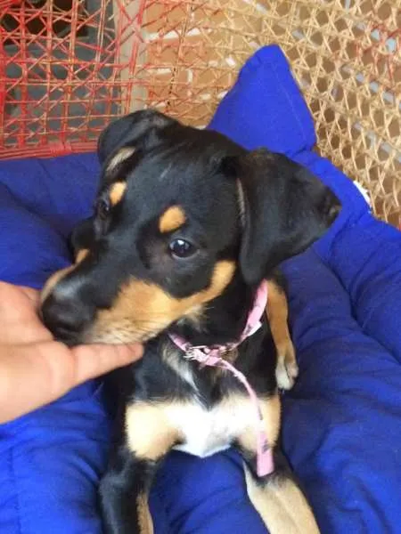 Cachorro ra a Vira lata idade 2 a 6 meses nome Cristal