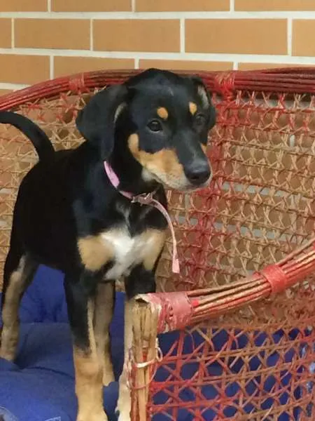 Cachorro ra a Vira lata idade 2 a 6 meses nome Cristal