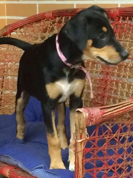 Cachorro ra a Vira lata idade 2 a 6 meses nome Cristal