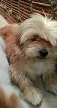 Toby
