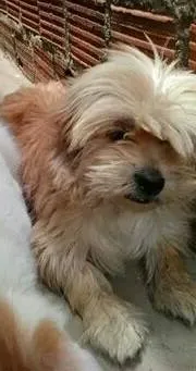 Cachorro raça Poodle idade 3 anos nome Toby