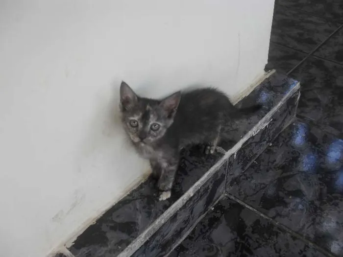 Gato ra a  idade 2 a 6 meses nome Sem nomes