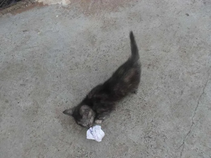 Gato ra a  idade 2 a 6 meses nome Sem nomes