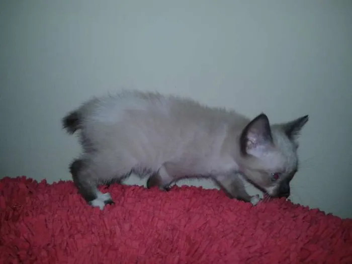 Gato ra a  idade 2 a 6 meses nome Sem nomes