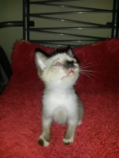 Gato ra a  idade 2 a 6 meses nome Sem nomes