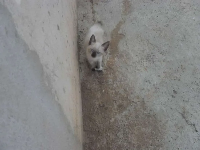 Gato ra a  idade 2 a 6 meses nome Sem nomes