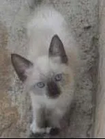 Gato ra a  idade 2 a 6 meses nome Sem nomes