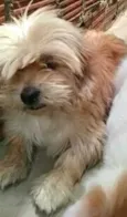 Toby