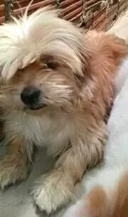 Cachorro raça Poodle idade 3 anos nome Toby