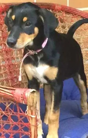 Cachorro raça Vira lata idade 2 a 6 meses nome Cristal