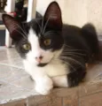 DIMITRI