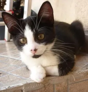 Gato raça SRD idade 2 a 6 meses nome DIMITRI