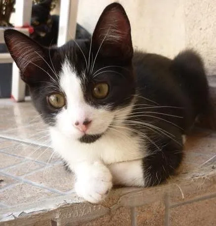 Gato ra a SRD idade 2 a 6 meses nome DIMITRI