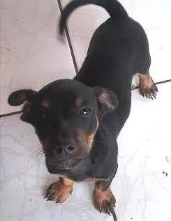 Cachorro raça  idade 2 a 6 meses nome Ainda nao tem nome