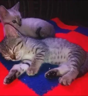 Gato raça srd idade Abaixo de 2 meses nome Patricia