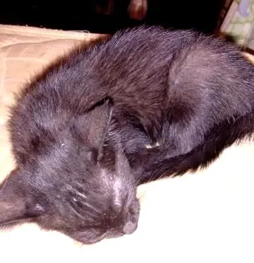 Gato raça viralata idade 2 a 6 meses nome não tem
